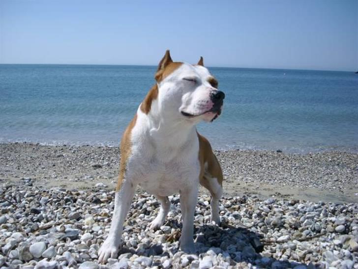 Amerikansk staffordshire terrier Cobra aka Rocky billede 3