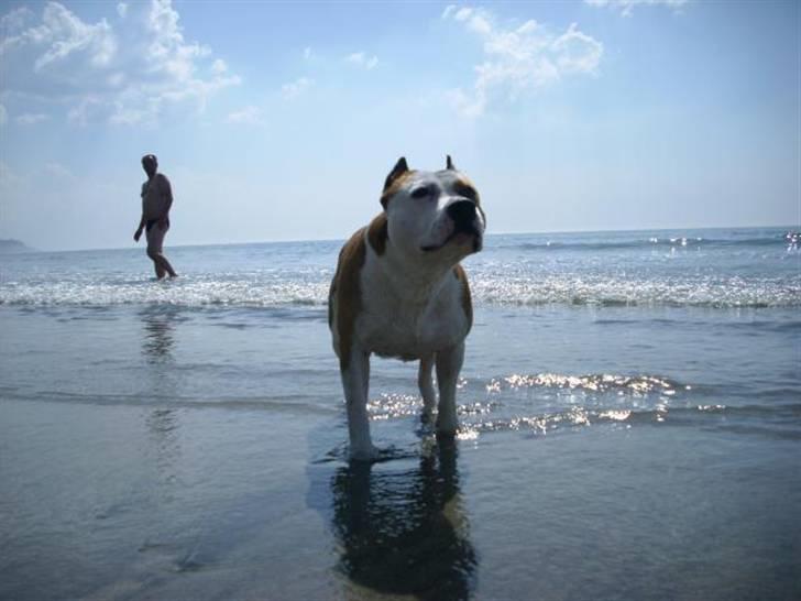 Amerikansk staffordshire terrier Cobra aka Rocky billede 4