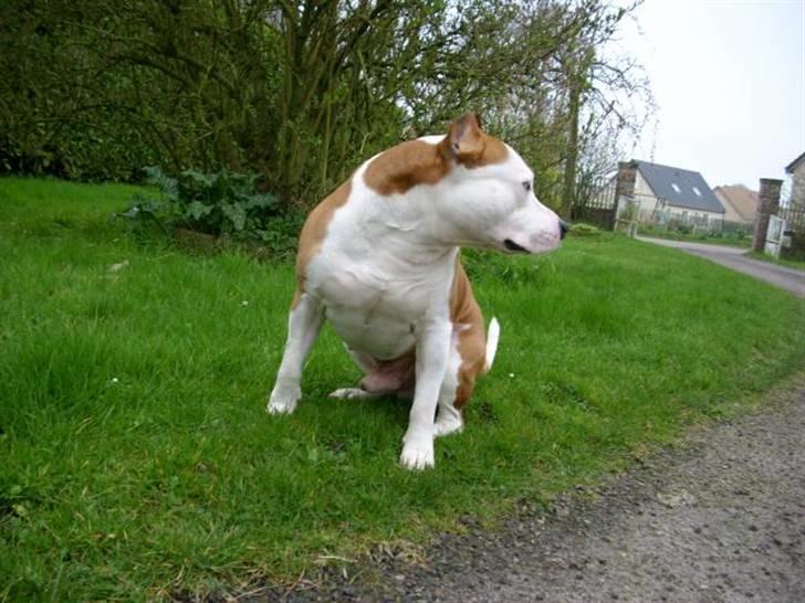 Amerikansk staffordshire terrier Cobra aka Rocky billede 5