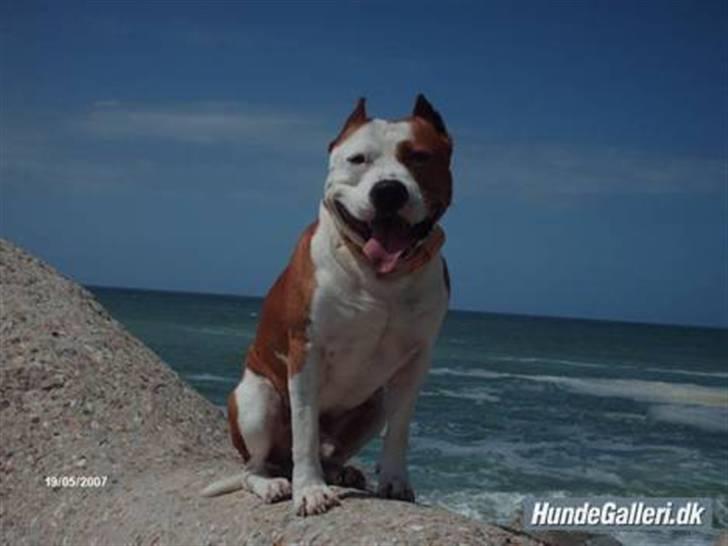 Amerikansk staffordshire terrier Cobra aka Rocky billede 6