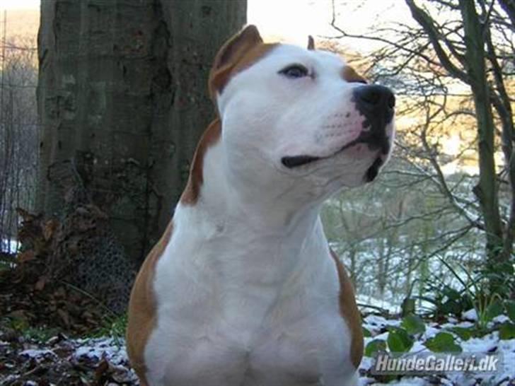 Amerikansk staffordshire terrier Cobra aka Rocky billede 7