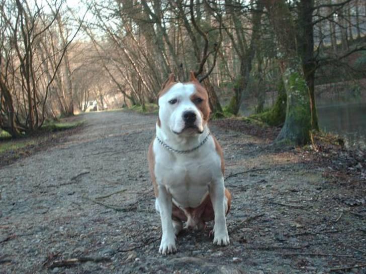 Amerikansk staffordshire terrier Cobra aka Rocky billede 8