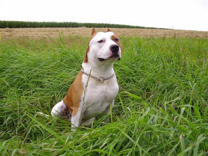 Amerikansk staffordshire terrier Cobra aka Rocky billede 9