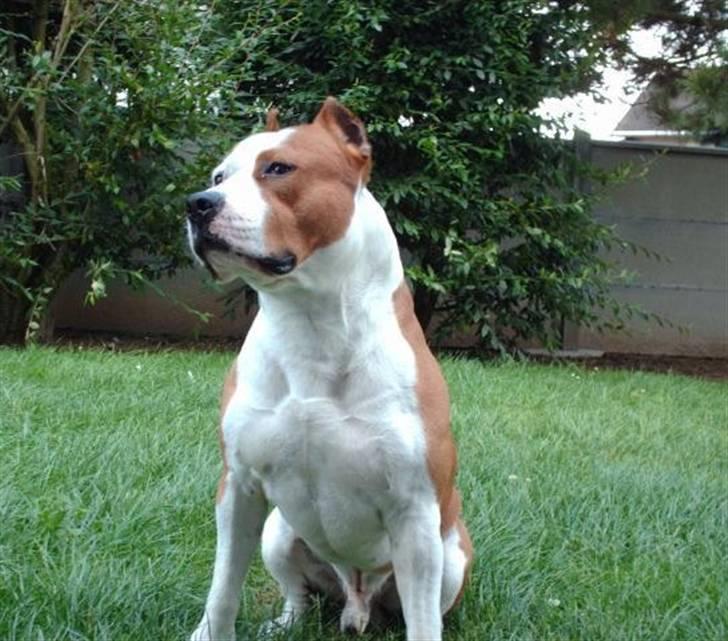 Amerikansk staffordshire terrier Cobra aka Rocky billede 10