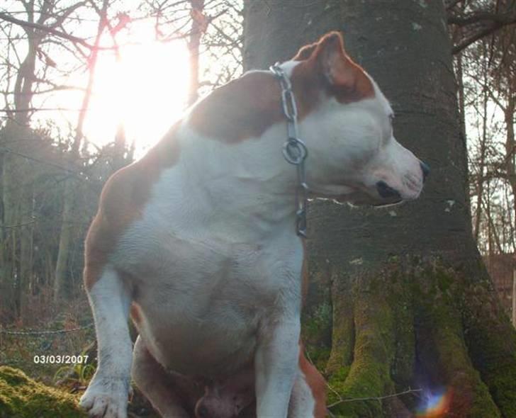 Amerikansk staffordshire terrier Cobra aka Rocky billede 11