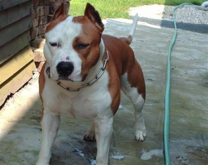 Amerikansk staffordshire terrier Cobra aka Rocky billede 12