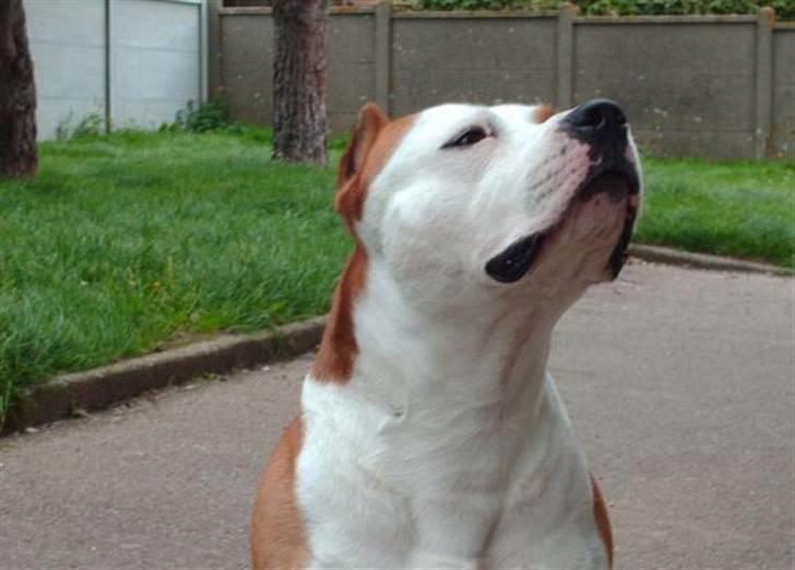 Amerikansk staffordshire terrier Cobra aka Rocky billede 13