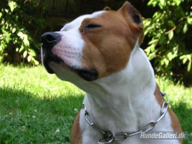 Amerikansk staffordshire terrier Cobra aka Rocky billede 14