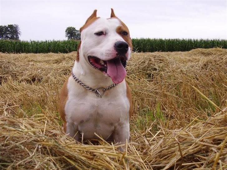 Amerikansk staffordshire terrier Cobra aka Rocky billede 15