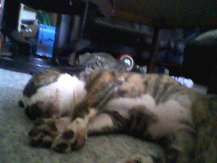 Blanding af racer Lucy billede 14