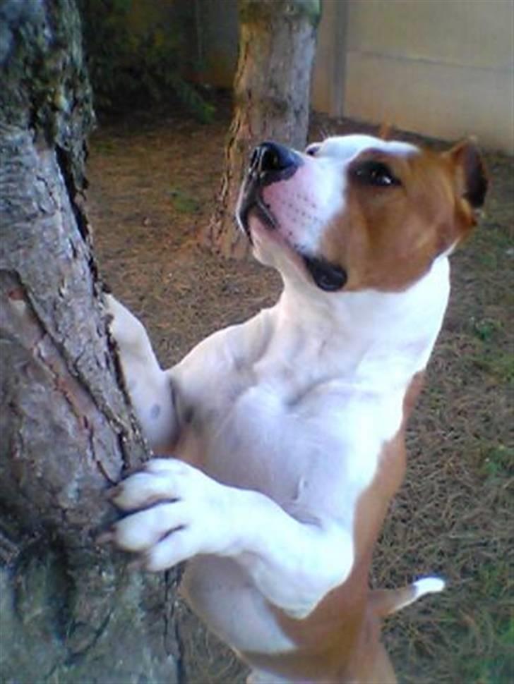 Amerikansk staffordshire terrier Cobra aka Rocky billede 16