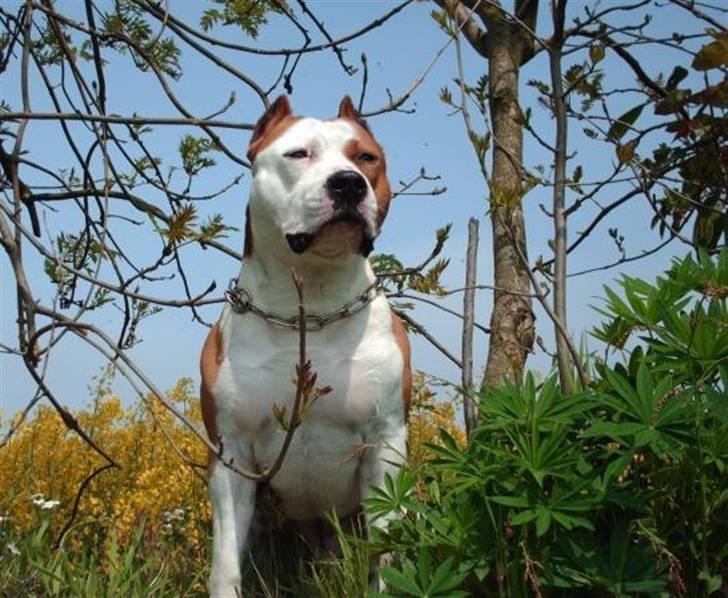 Amerikansk staffordshire terrier Cobra aka Rocky billede 17