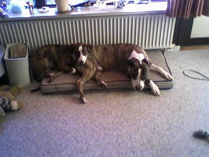 Blanding af racer Lucy billede 15