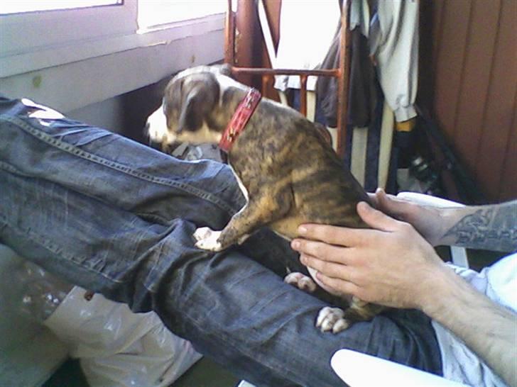 Blanding af racer Lucy billede 16