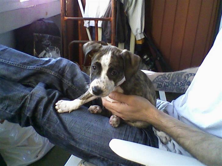 Blanding af racer Lucy billede 17