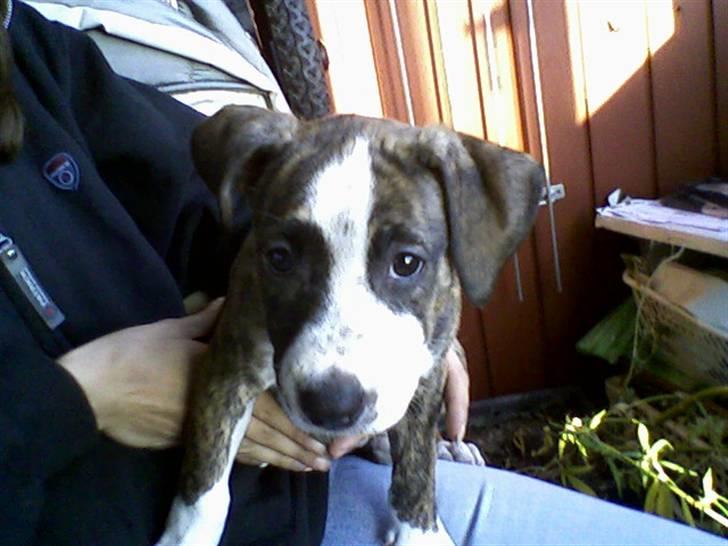 Blanding af racer Lucy billede 18