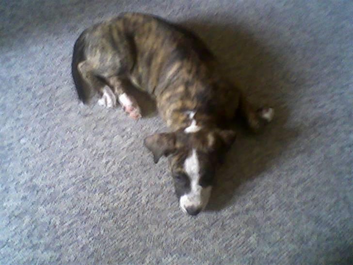 Blanding af racer Lucy billede 19