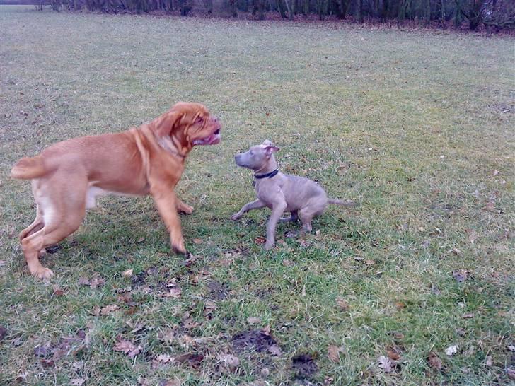 Amerikansk staffordshire terrier Shawty - Yang og shawty leger billede 5