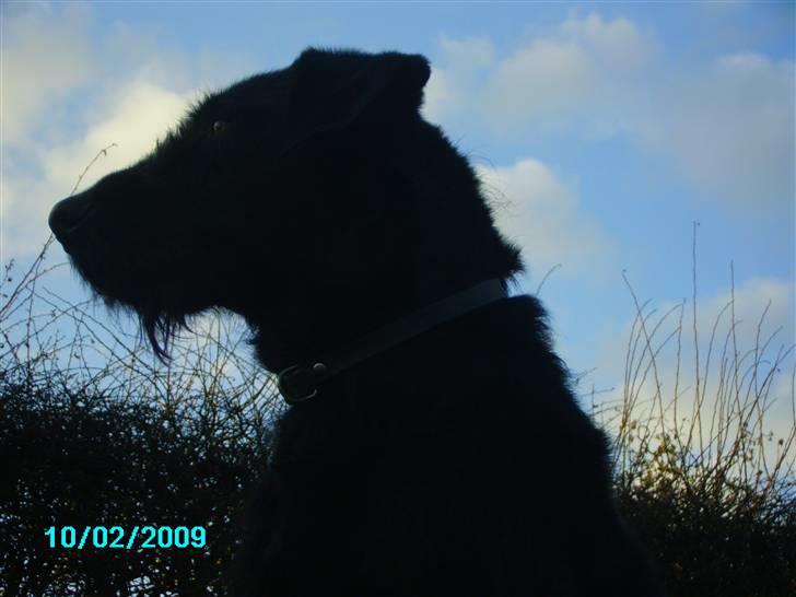 Blanding af racer buster - Den dag jeg faldt for dig,var den dag vi reddet hinanden (Amatør Fotograf.) billede 7