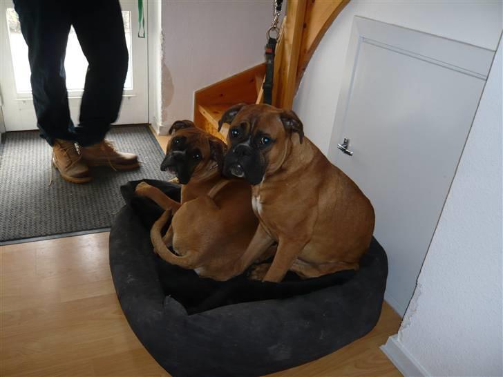 Boxer Tyson - 2 trætte hunde der putter. billede 19