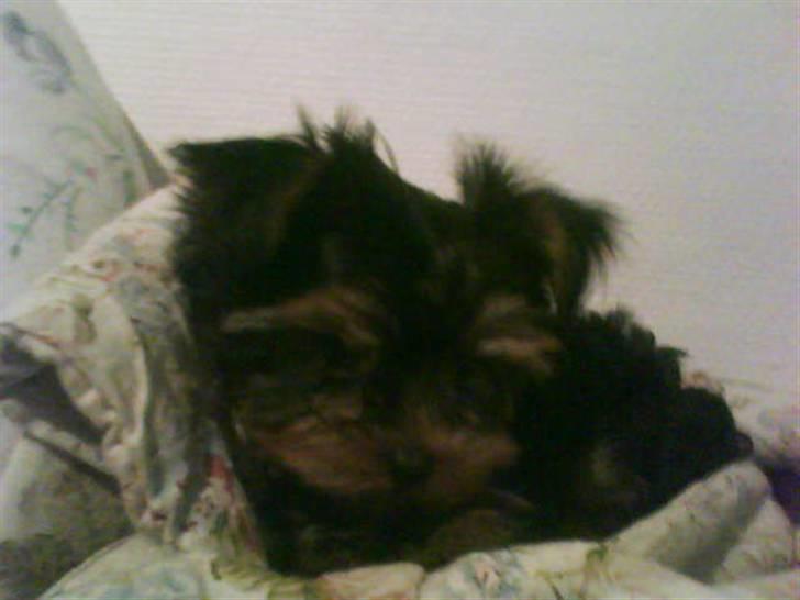 Yorkshire terrier lady - lad mig sove billede 1