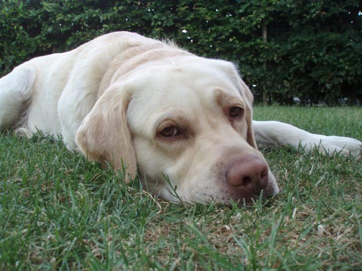 Labrador retriever Gismo billede 1