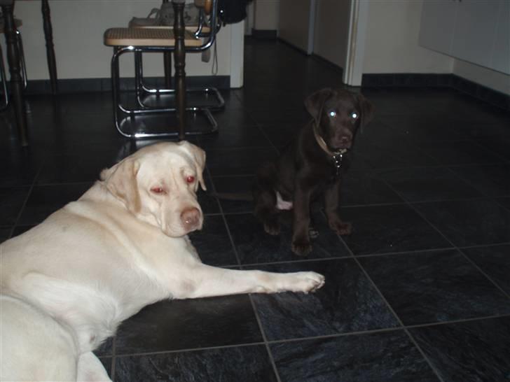 Labrador retriever Gismo billede 2