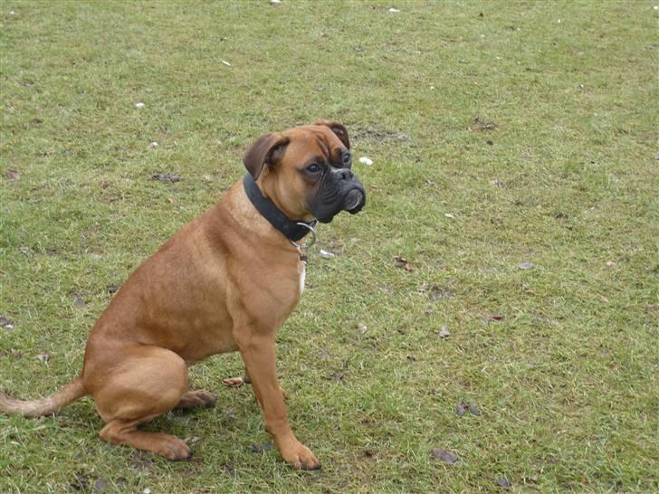 Boxer Tyson - ude i det fri billede 20