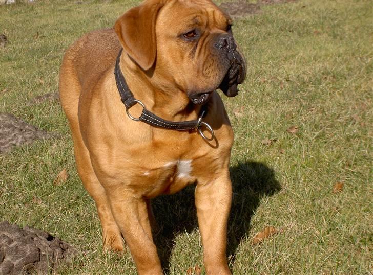 Dogue de bordeaux samia (Himmelhund) billede 5
