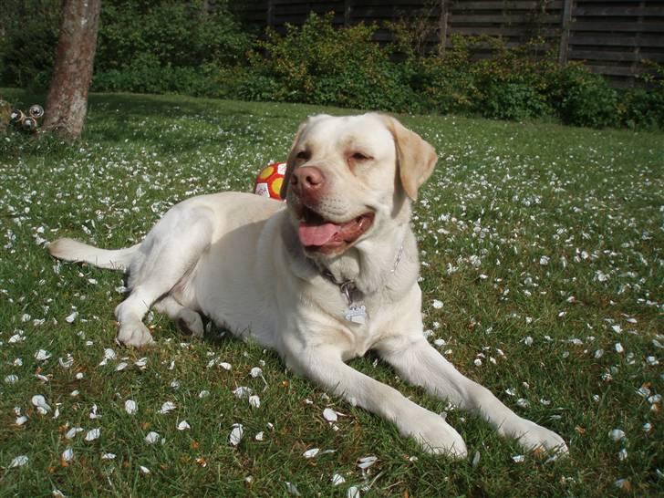 Labrador retriever Gismo billede 3