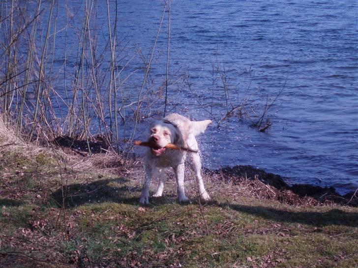 Labrador retriever Gismo billede 4