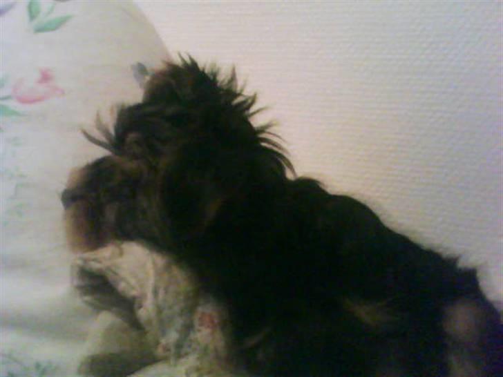 Yorkshire terrier lady - gab gab gab billede 2