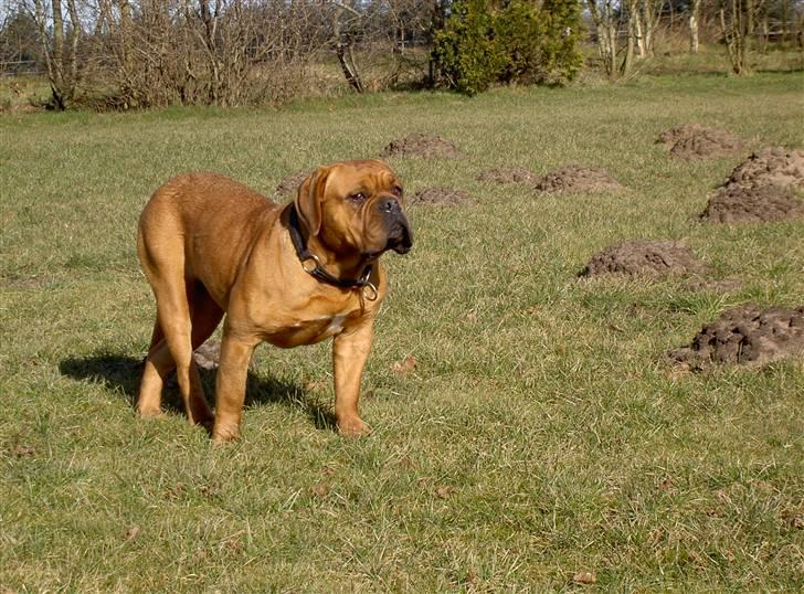 Dogue de bordeaux samia (Himmelhund) billede 6