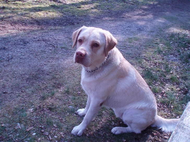 Labrador retriever Gismo billede 5