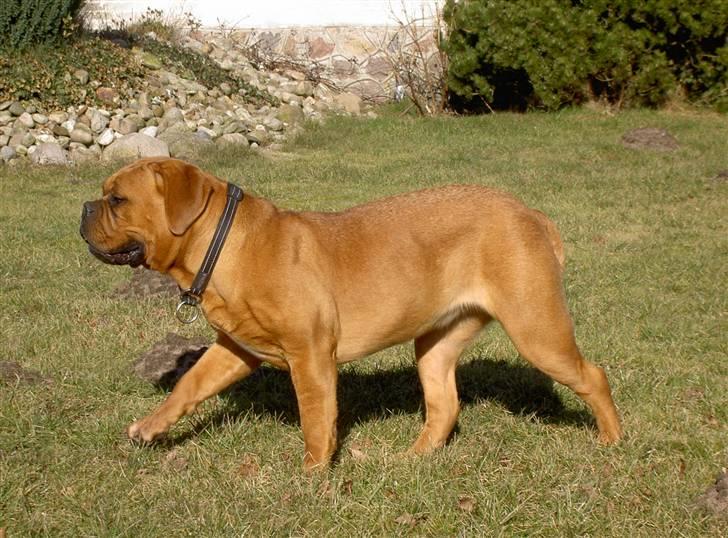 Dogue de bordeaux samia (Himmelhund) billede 7