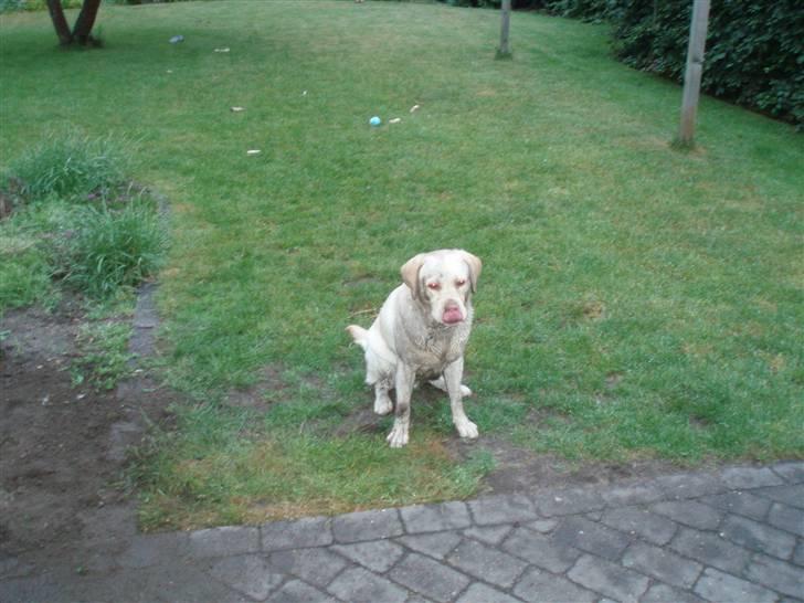 Labrador retriever Gismo billede 6