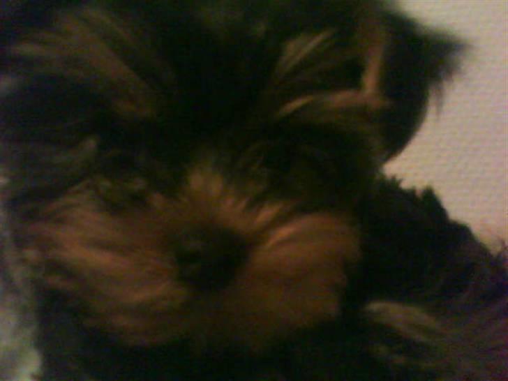 Yorkshire terrier lady - godmorgen billede 3