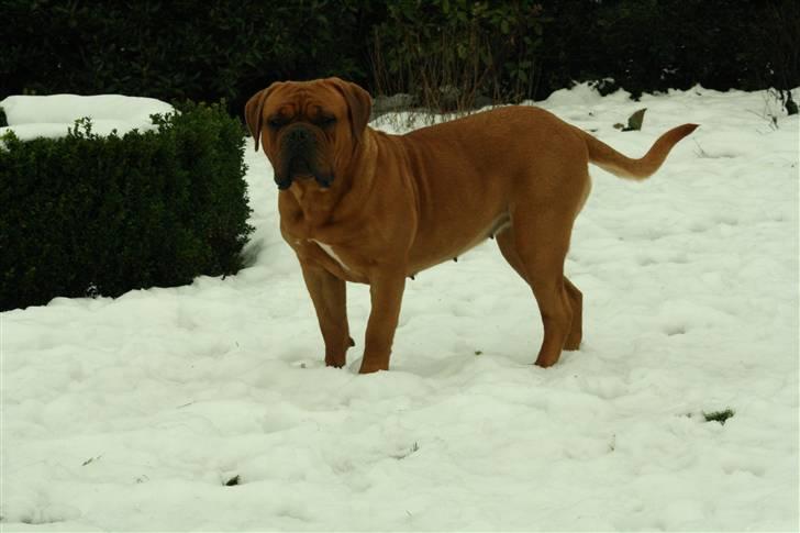 Dogue de bordeaux samia (Himmelhund) billede 8
