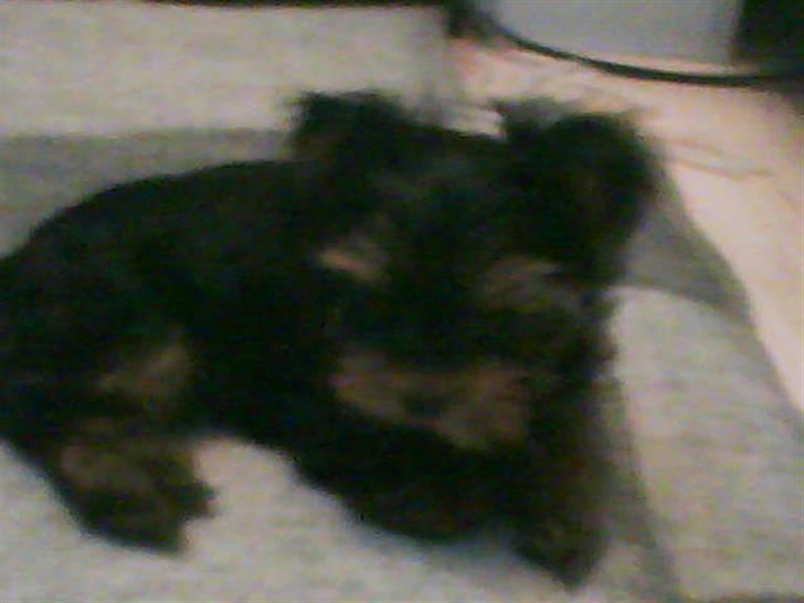 Yorkshire terrier lady - Mit tæppe MIT!! billede 4