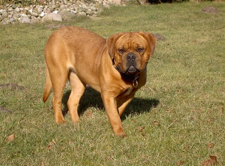 Dogue de bordeaux samia (Himmelhund) billede 9