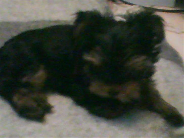 Yorkshire terrier lady billede 5