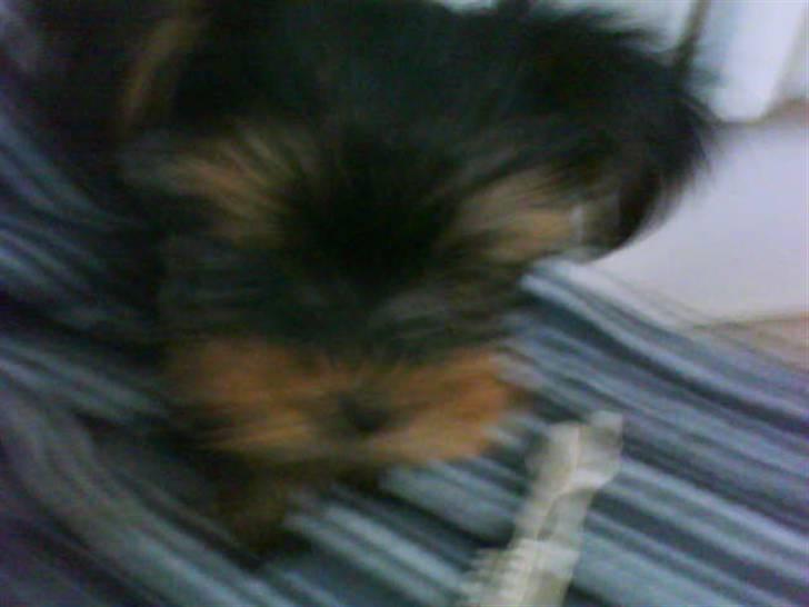 Yorkshire terrier lady billede 6