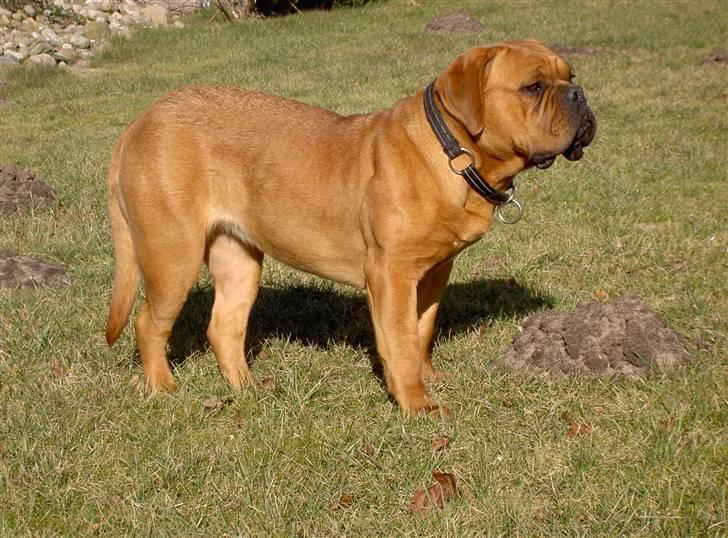 Dogue de bordeaux samia (Himmelhund) billede 10
