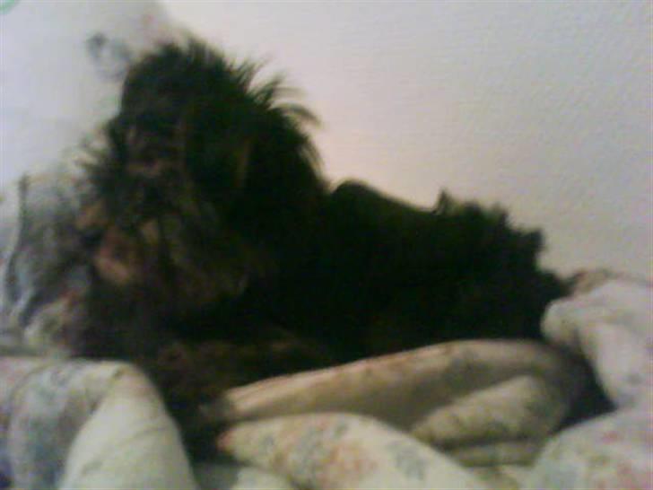 Yorkshire terrier lady billede 7