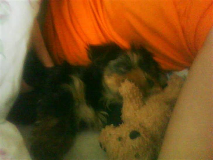 Yorkshire terrier lady billede 8