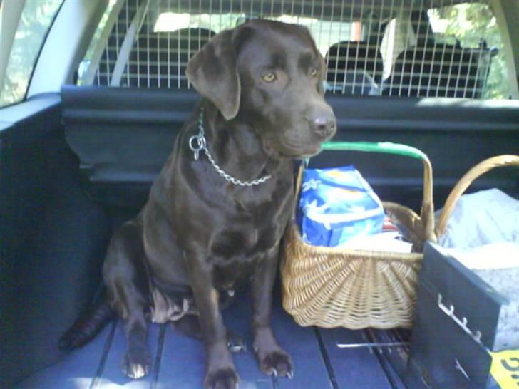 Labrador retriever tikki<3 R.I.P :'( - hun skulle lie med ud oq køre <33  billede 1
