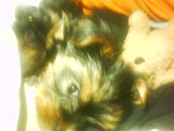 Yorkshire terrier lady billede 9
