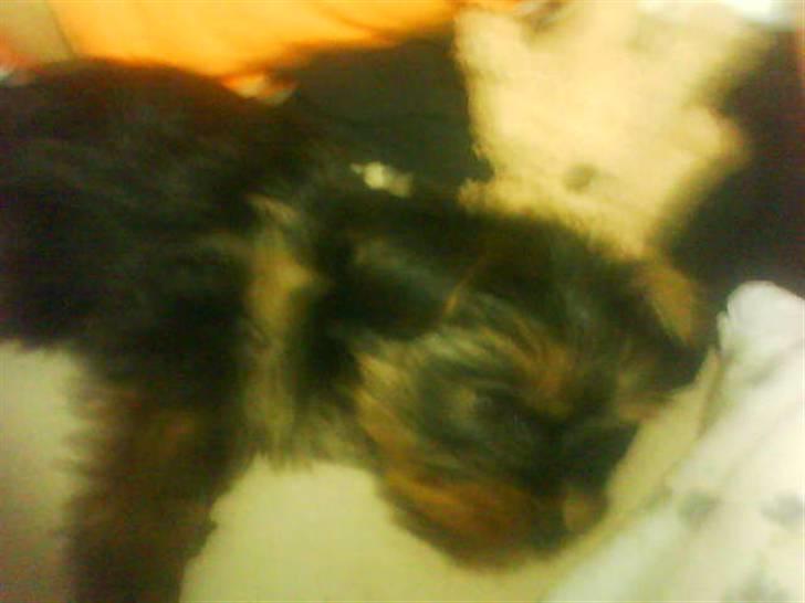 Yorkshire terrier lady billede 10