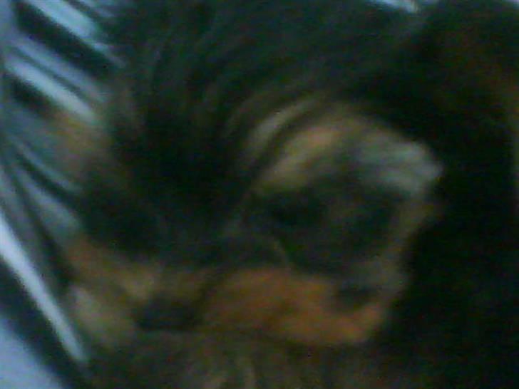 Yorkshire terrier lady billede 11