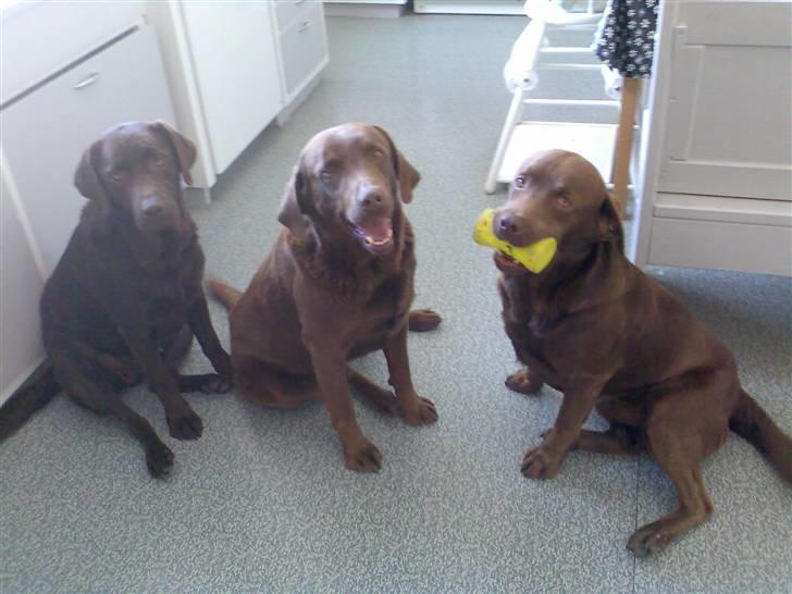 Labrador retriever tikki<3 R.I.P :'( - tv. tikki.. im. sambo.. th. kenzo <33  billede 2